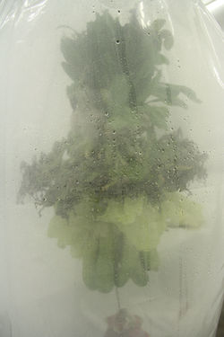 [premature cultures]