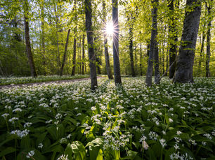 Frühling Kinesiologie Praxis Winterthur