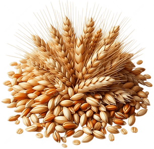 pngtree-wheats-plump-and-textured-grains-stand-out-on-a-clean-white-png-image_17524125.png