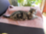 Grey tabby cat lying on a mauve towel on a couch. It looks relaxed. A green plant and a wooden cabinet are in the background.