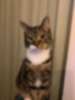 Brown tabby cat with green eyes sits calmly indoors against beige vertical blinds.