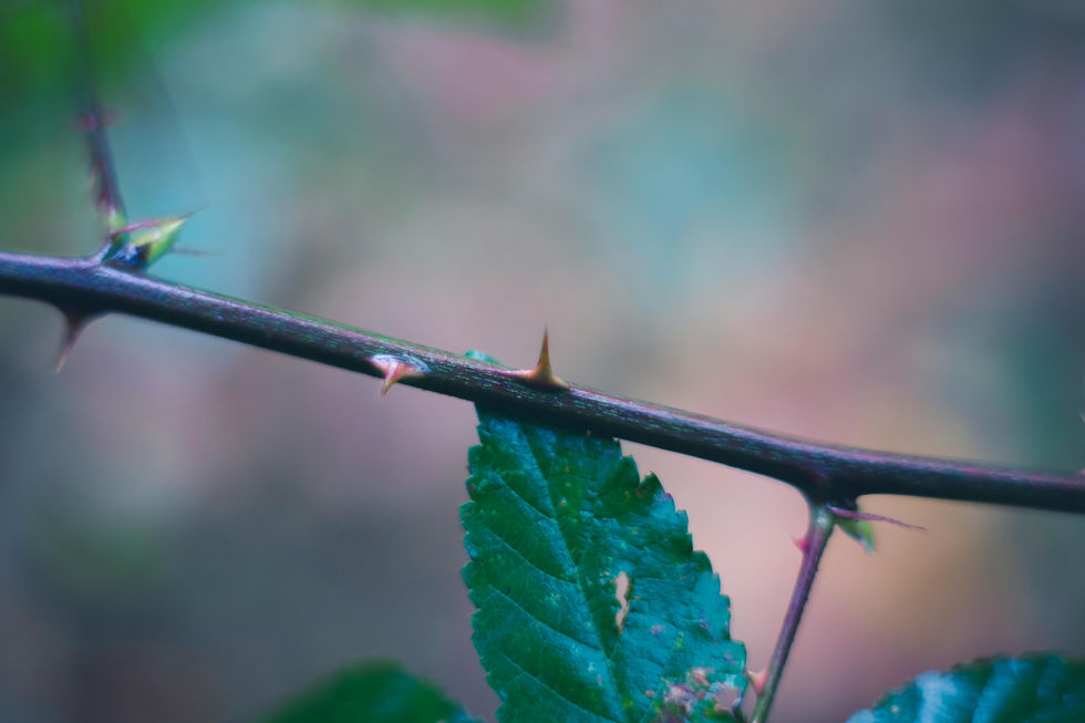 Close-up of a thorny plant stem with bright green leaves against a blurred pastel background