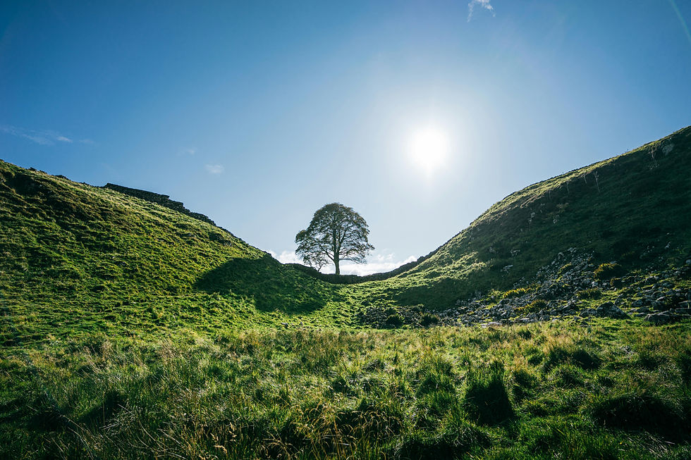 The Sycamore Gap tree standing between grassy hills under a bright sun and clear blue sky,