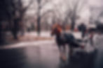 A horse pulling a carriage