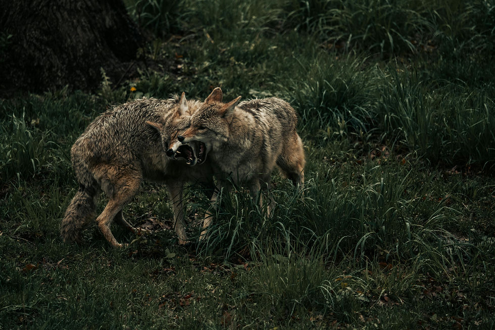 Two wolves snarling and fighting each other