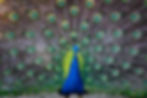 A vibrant peacock displays its colorful tail feathers with iridescent blue and green eyespots fan out in a symmetrical pattern.