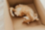 Orange tabby cat playfully lying on its back inside a cardboard box. The setting is indoors with soft, warm lighting.
