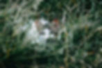 A cat with alert eyes peeks keeping down behind dense green grass.