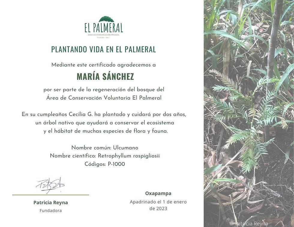 Thumbnail: Sponsor a new tree for 2 years and help save the planet