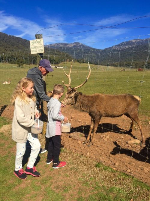 Red Stag Deer Farm