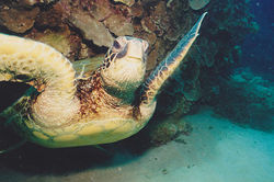 "Honu" - Sea Turtle