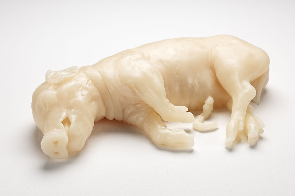 Natalie Ryan, Untitled (fetal pig)