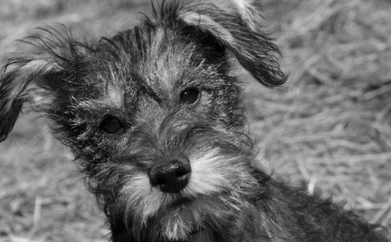 Lucy-MiniSchnauzer-1198-13.jpg