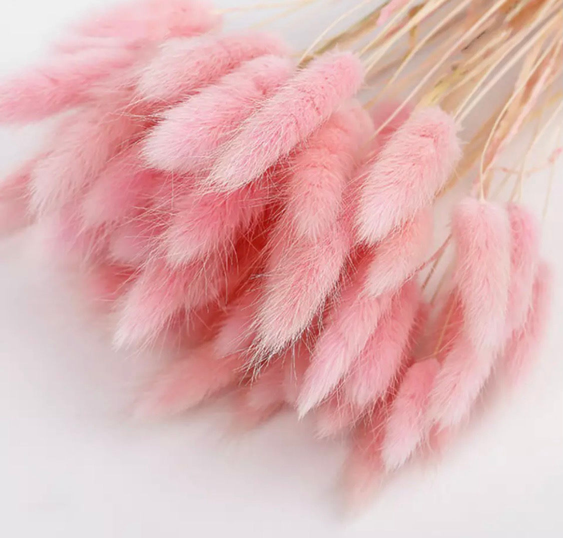 Trockenblumen Lagurus, 45 cm, 45-50 Stück