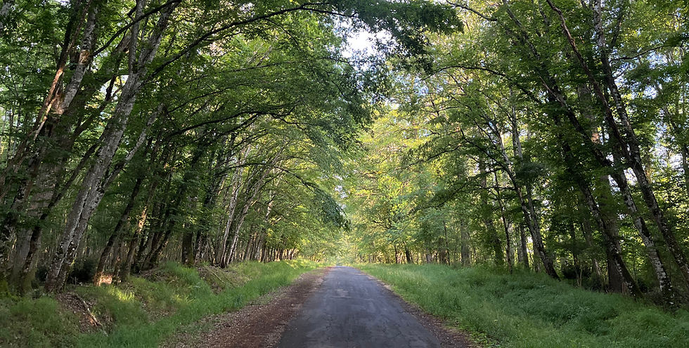 Chemin de foret près du petit ébat