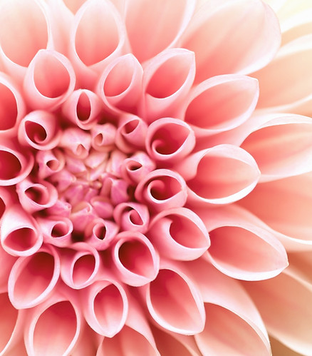 Dalia_edited.jpg