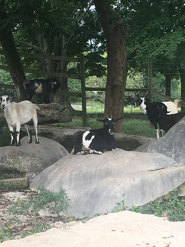 Petting Zoo.jpeg
