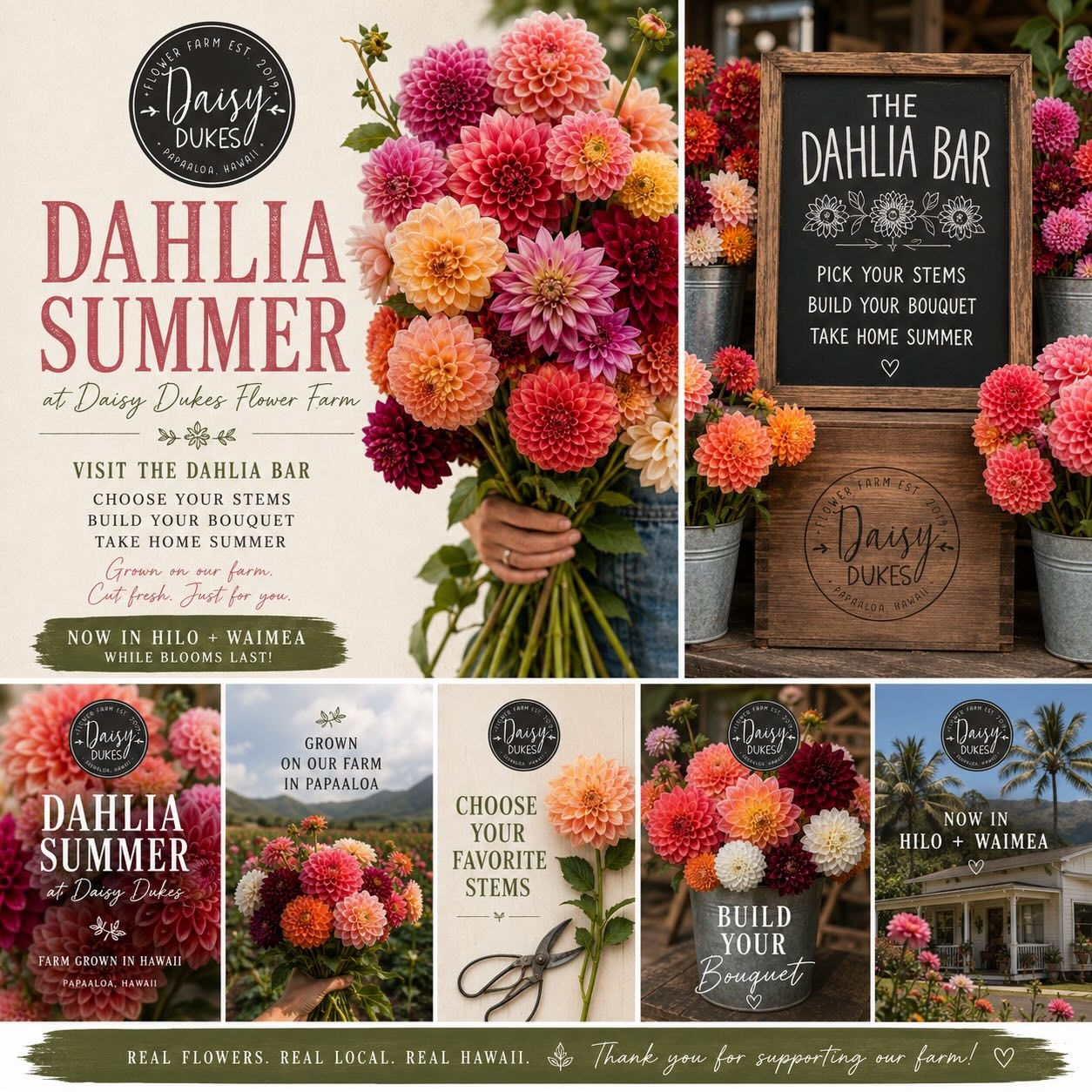 Dahlia Single Stems