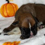 flashy fawn female_edited.jpg