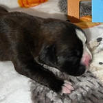 flashy brindle male #1_edited.jpg