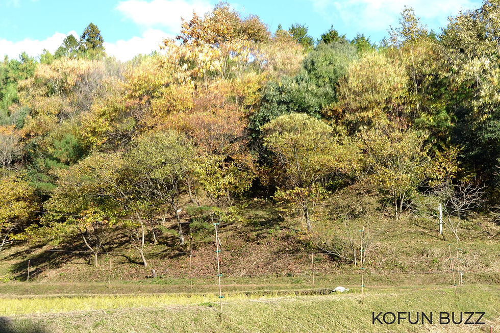 古墳群の丘陵　一部遠景