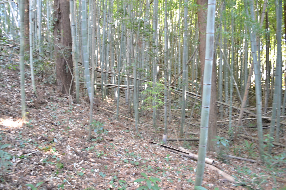 手前　前方部　　奥　後円部