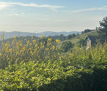 sunflowers bathed in golden light with a mountain vista and blue sky in the background