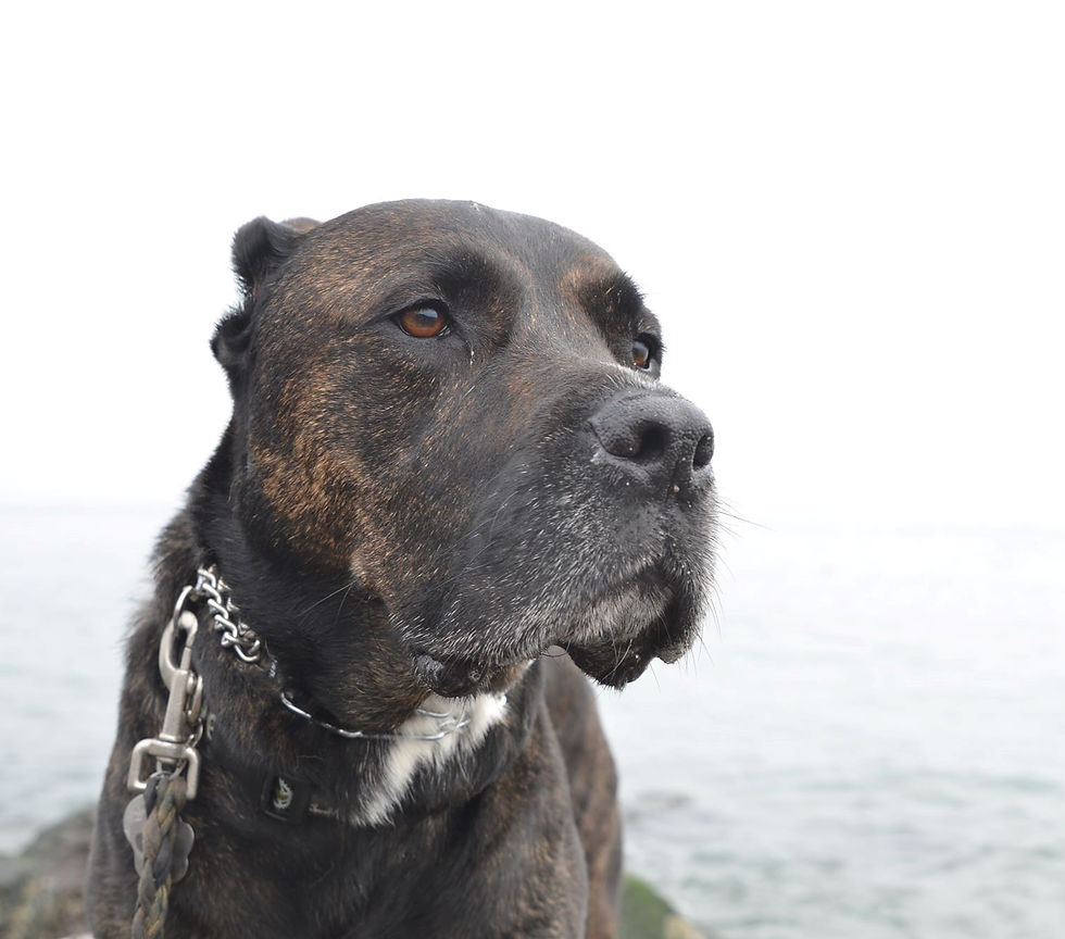 68566032_10156583243858036_3030201888067813376_o (2)