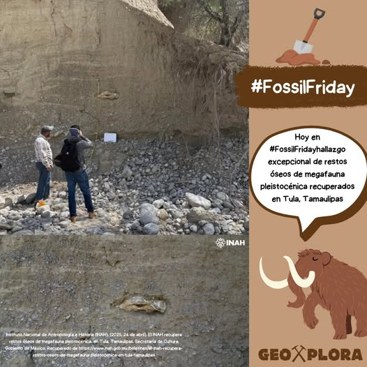 Hoy en #FossilFriday les presentamos un hallazgo excepcional de restos óseos de megafauna pleistocénica recuperados en Tula, Tamaulipas 🐘🇲🇽.