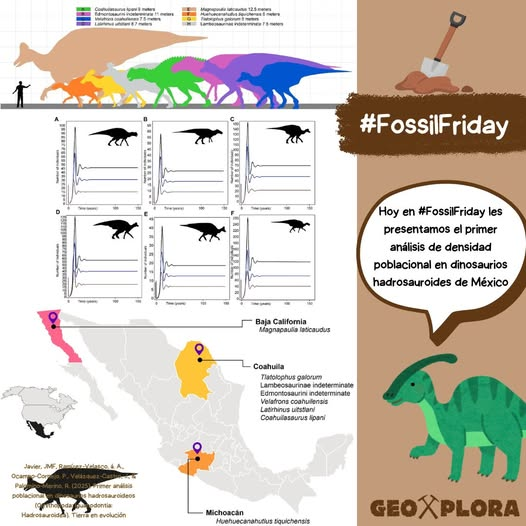 Hoy en #FossilFriday les presentamos el primer análisis de densidad poblacional en dinosaurios hadrosauroides del Cretácico tardío de México 🇲🇽 📊.