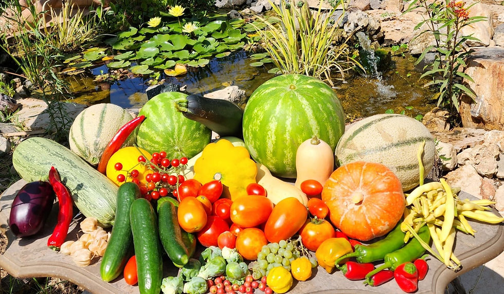 Leora Harvest.jpeg