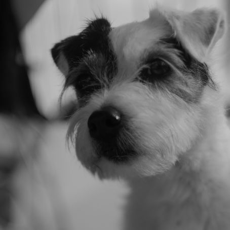 Polly. 16.10.2006 - 20.12.2019