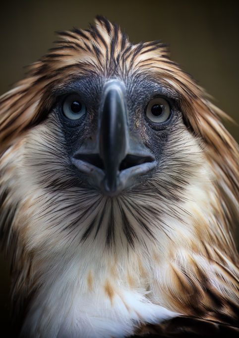 Geothermica, Philippine Eagle. Bird Paradise, Singapore
