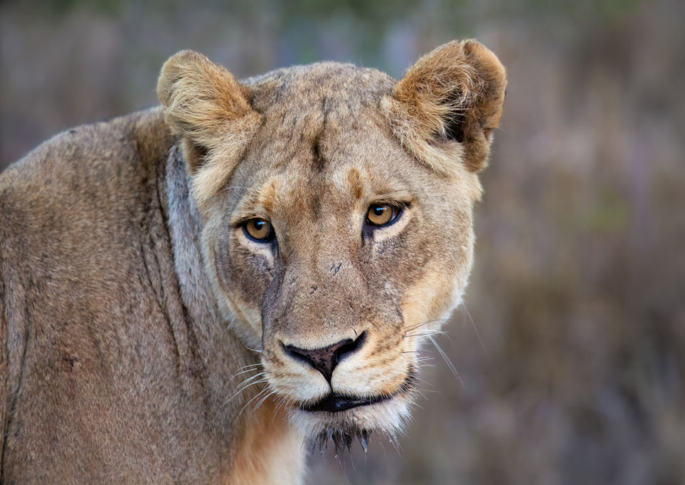 Lioness. Sabi Sand Reserve, South Africa.