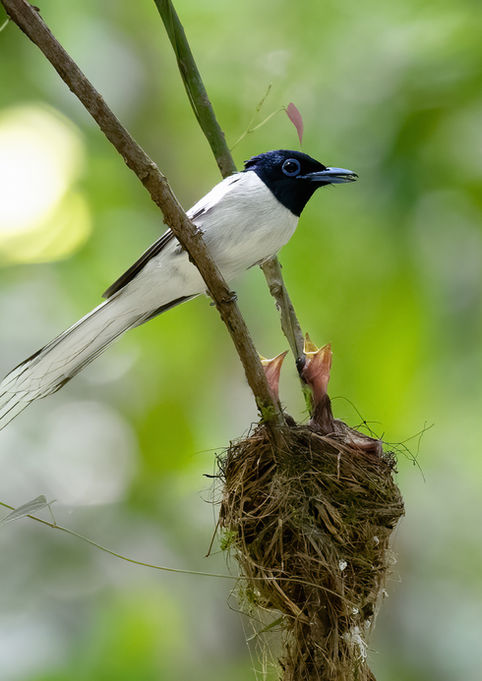 A white-morph male Amur paradise-flycatcher feeds his chicks. Thailand
