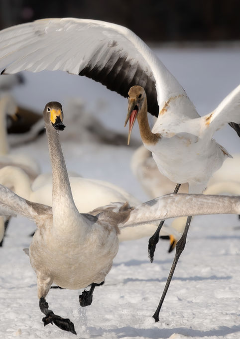 An immature red-crowned crane chases an immature whooper swan. Hokkaido, Japan