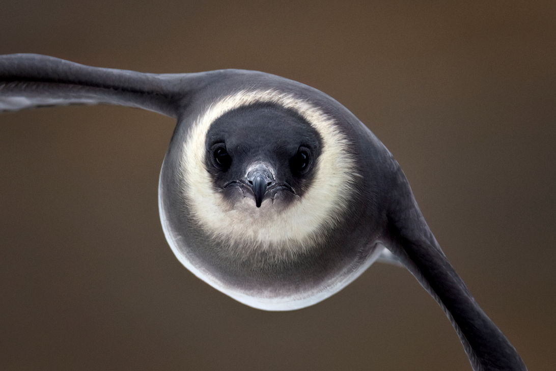 An Arctic skua flies right towards me. Svalbard.