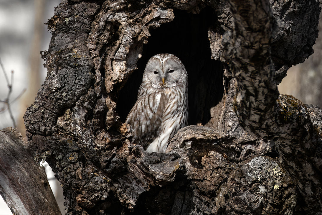 An adult Ural owl keeps watch from the nest cavity. Hokkaido, Japan. Julie Edgley