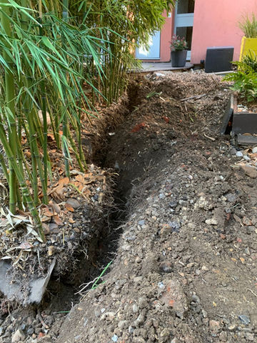 Bamboo removal