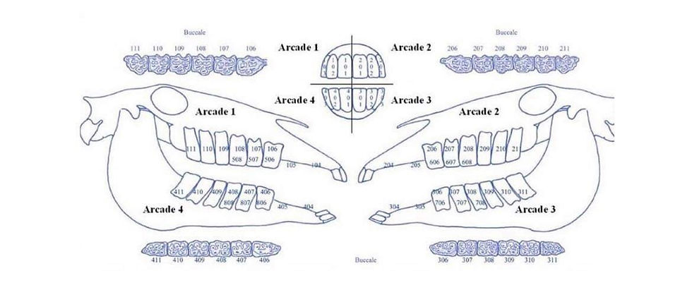 Nomenclature dentition cheval