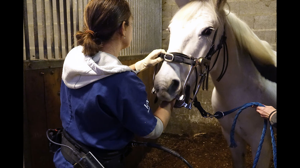 Entretien dentaire cheval