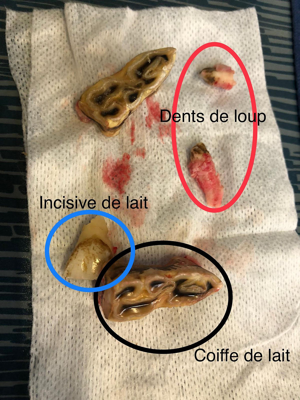Coiffes de lait Incisive de lait cheval dents de loup