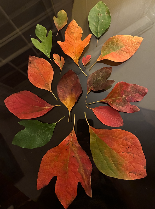 sassafras tree leaves in autumn