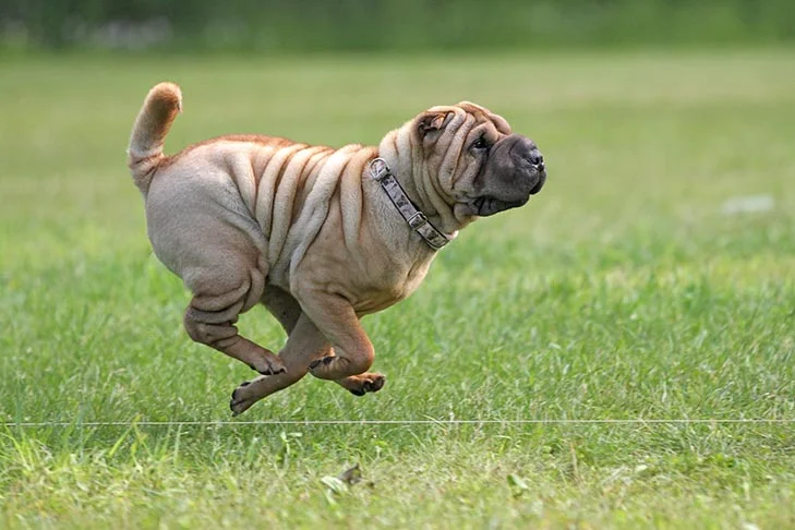 Coursing
