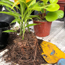 Transplante de Drácena Kiwi o Palmita roja.