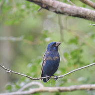 Cyanocompsa parellina (2).jpeg