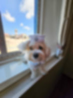 Adorable puppy wearing a sailor hat and outfit sitting in the window of a cruise ship