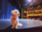 Magician's puppy sitting on the edge of a stage in a large theatre