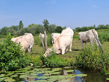 b20260626_094800.jpg
