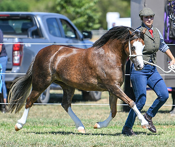 Jarickni Delta pictured at the APSB Stud Pony Show 2023 at Tatura - Champion Welsh Mountain Pony Mare